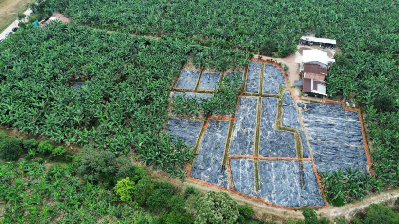 Banana blight threat could cost Ecuador billions, study warns