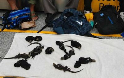 Marine iguana seizure exposes Galápagos wildlife trafficking networks