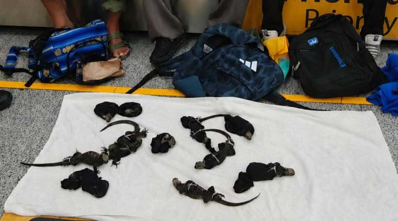 Marine iguana seizure exposes Galápagos wildlife trafficking networks