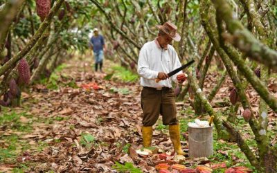 El Niño threat sends new price signals through Ecuador’s export markets