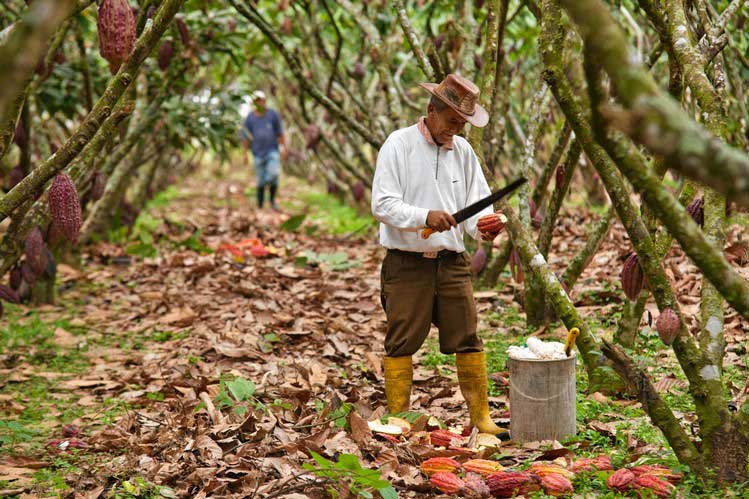 El Niño threat sends new price signals through Ecuador’s export markets