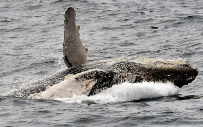 Humpback whales return to Ecuador’s coast as tourism season gathers pace