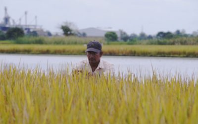 Rice exporters battle to regain Colombian market after U.S. surge