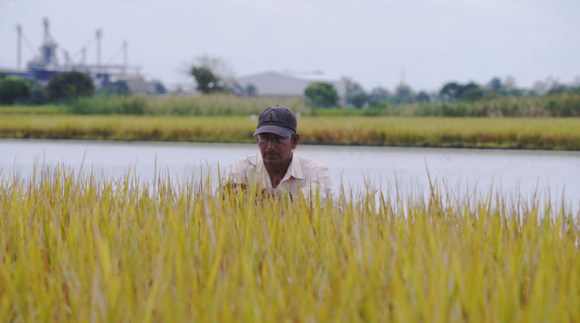 Rice exporters battle to regain Colombian market after U.S. surge