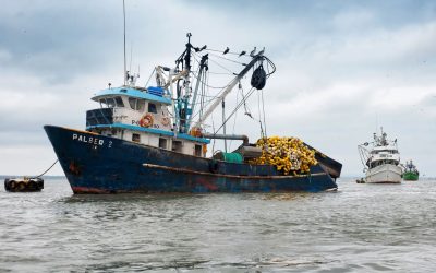 El Niño is already changing what Ecuador catches — and what consumers pay